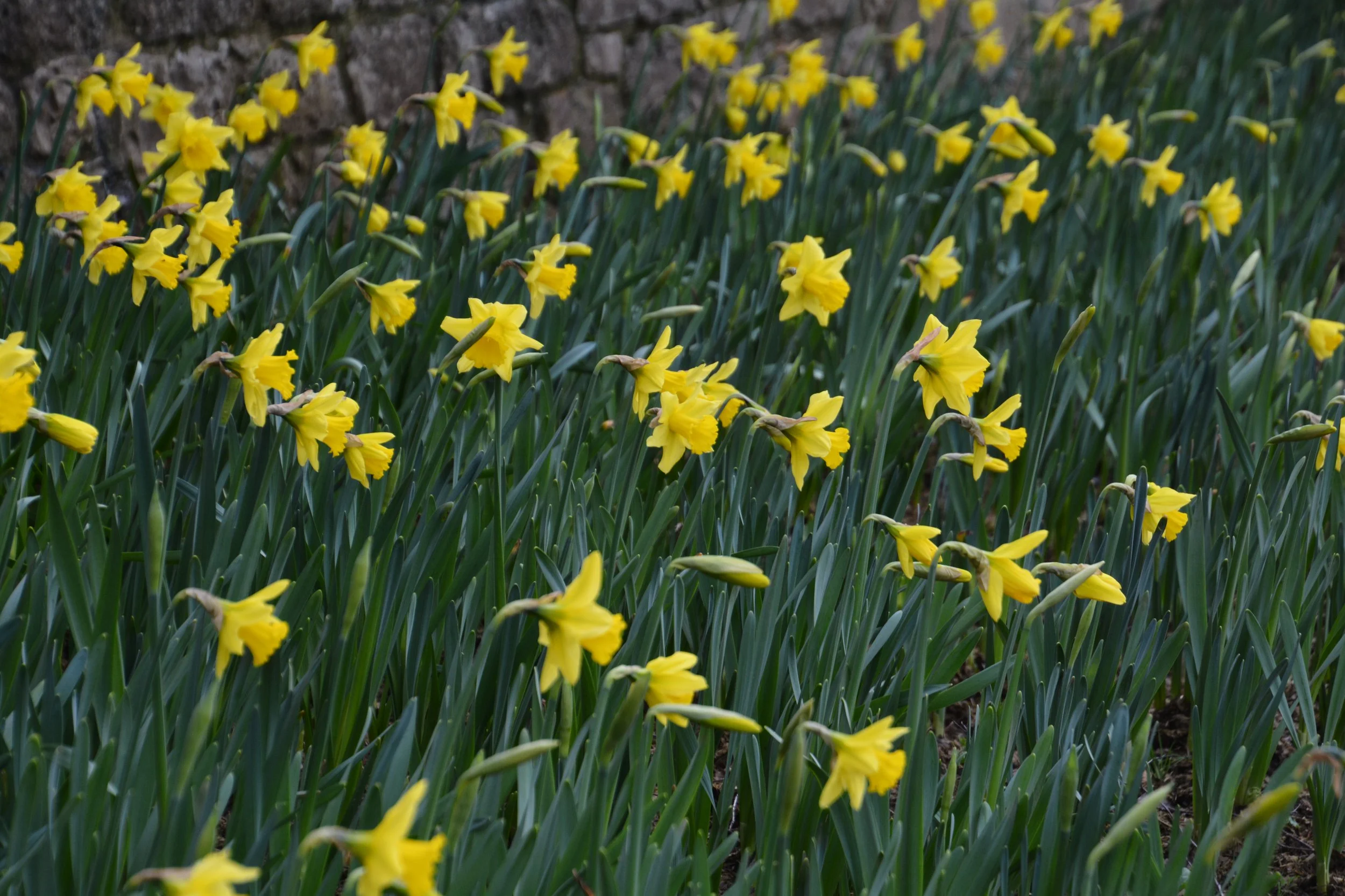 daffodils.JPG