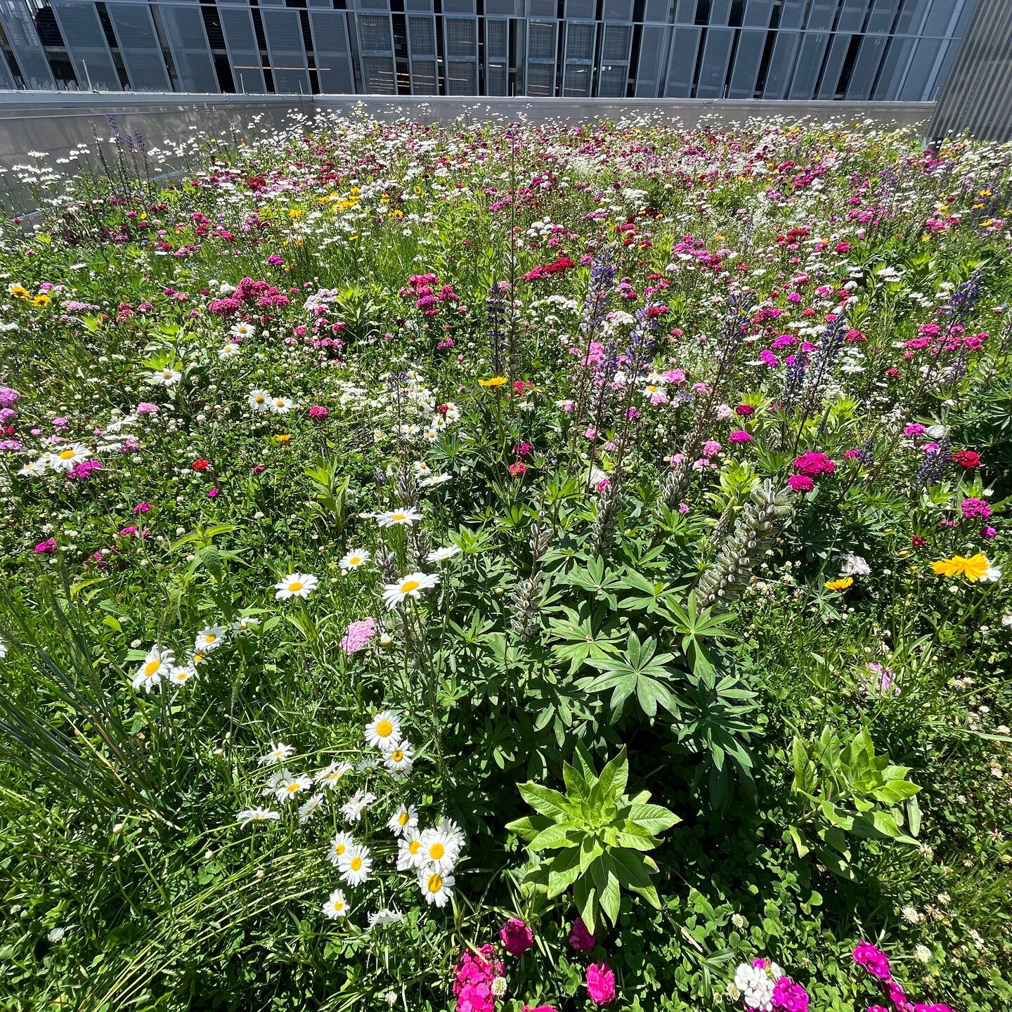 We are obsessed with how beautifully this @omniecosystems meadow roof is blooming this year! 😍