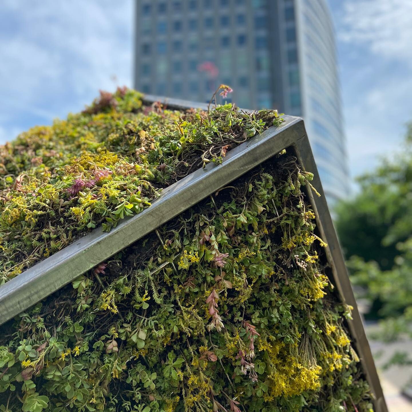 Located on Capital One&rsquo;s Tysons Corner Campus, this living art piece was designed by Patricia Leighton and installed by us. Check out our blog to read more about this cool project!
