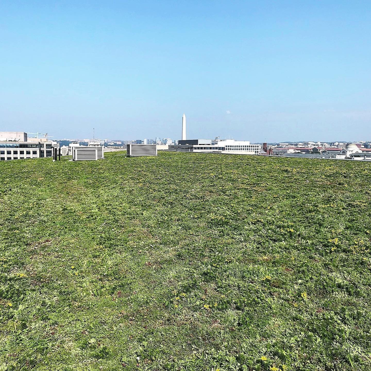 Incredible views are just one perk of this industry 😍 check out this view atop of the museum of the Bible looking out at the Washington monument 

.
#dc #dcviews #dcgreenroofs #museumofthebible #greenroofs #greeninfrastructure #rooftopviews #dcrooft