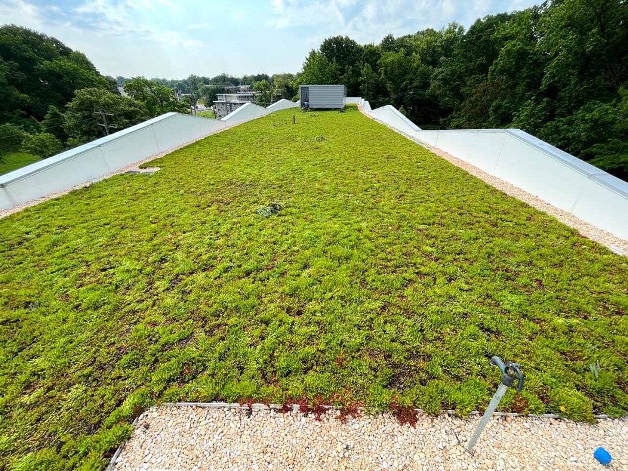 Got weeds? Our maintenance crew will make sure you don&rsquo;t have to &ldquo;sedum&rdquo; anymore!
.
.
.
.
.
.
#dcgreenroofs #usgbc #greenroof #sedum #plantjokes #puns #greenroofmaintenance #sedummats #dc #livingroofs #ecofriendly #leedga #egr #sust