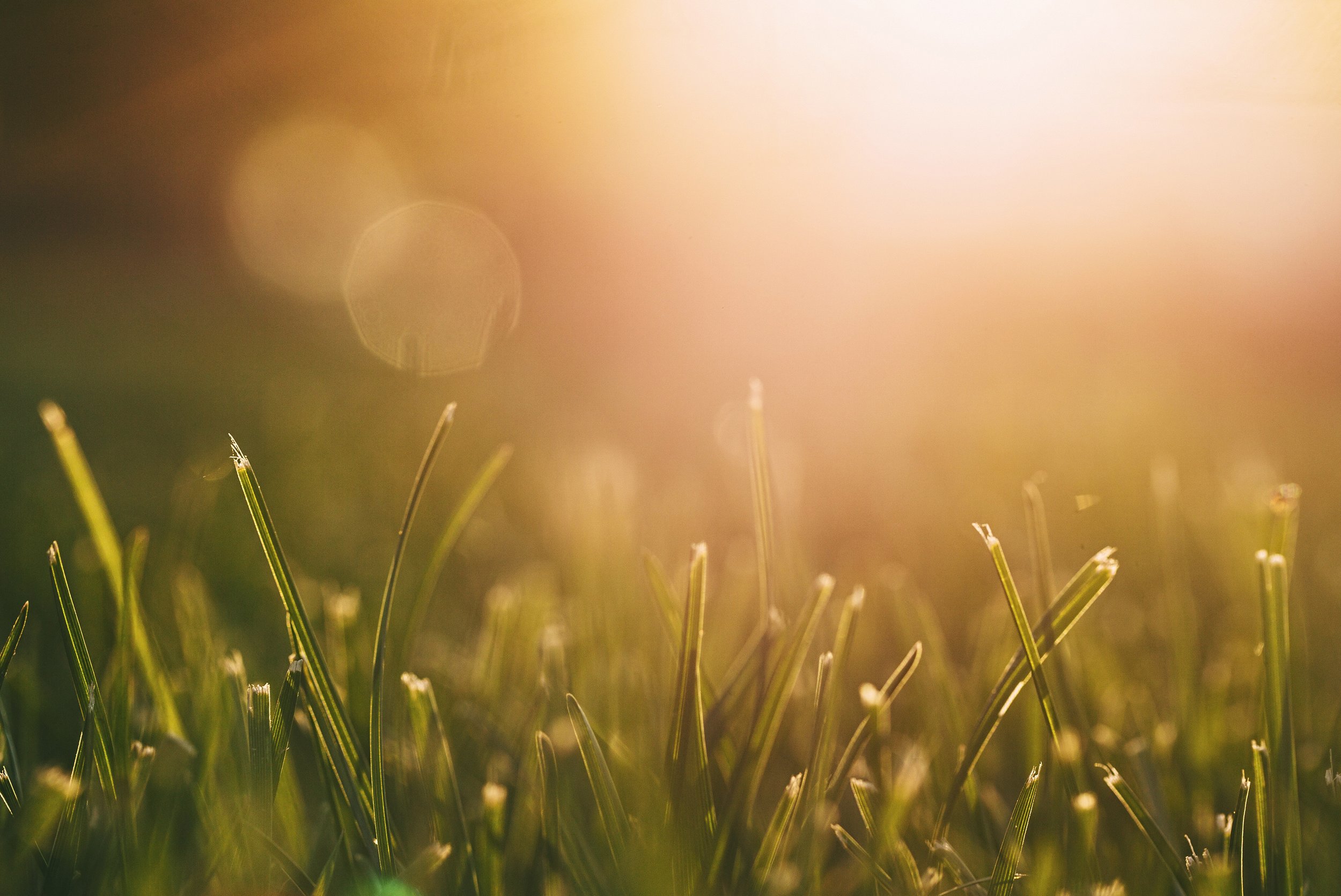 grass.jpg