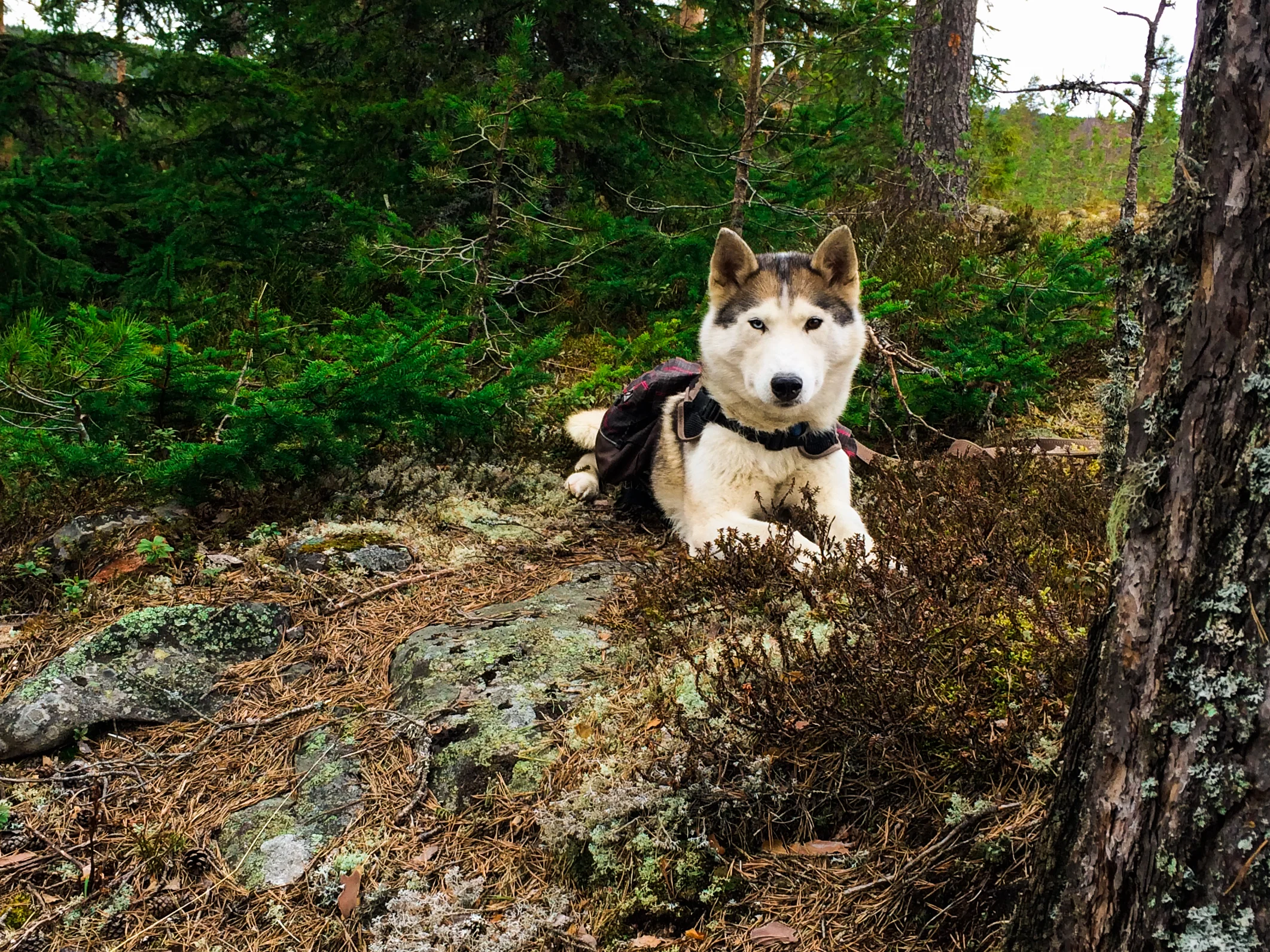 husky hiking