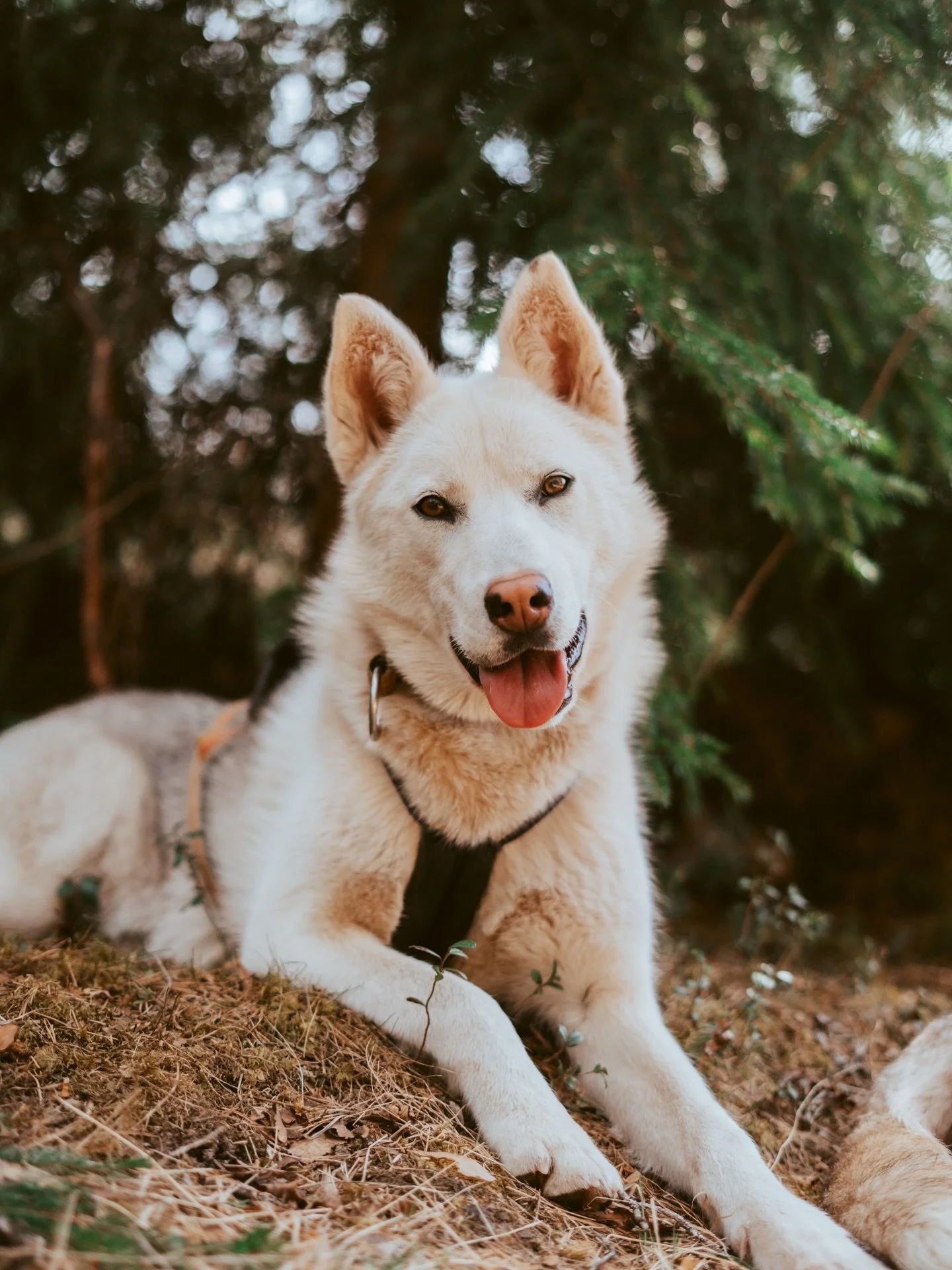 Summer season has begun🌲🐺

Our Husky Forest Adventure is now open!

A calm and easy 4 km walk through the Swedish forest together with our huskies.

Perfect for families and children.
Halfway we stop in the husky summer camp for a cozy Swedish fika