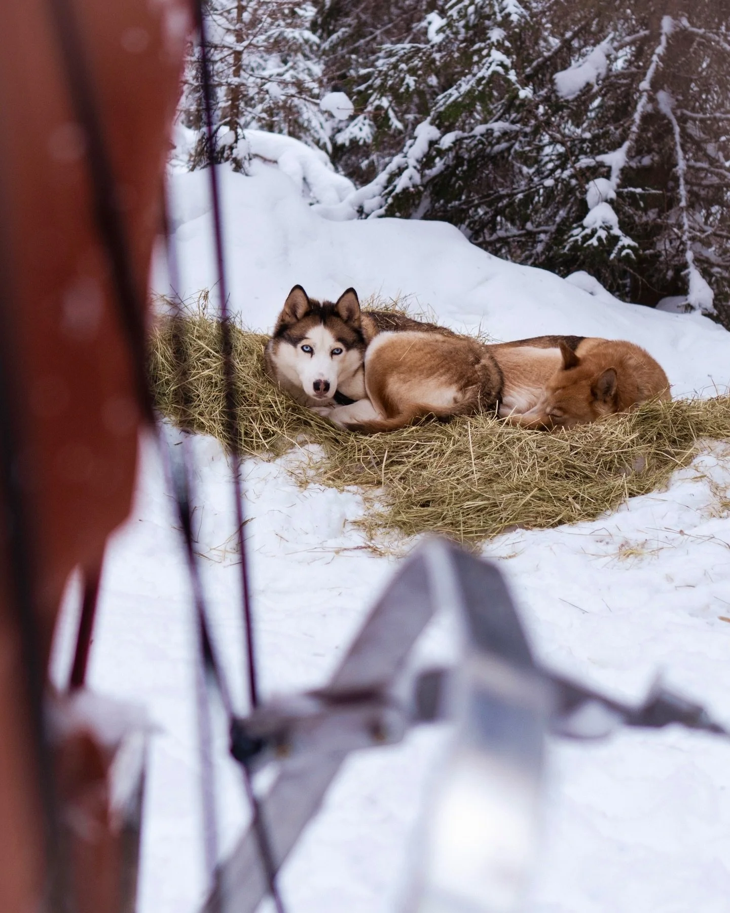 The spring is approaching but the winter is still holding on strong. With frosty cold mornings and warm sunny days with blue skies we will turn to the longer trails. 

Now is the perfect time of the year for our longer tours &ldquo;Call of the wild&r
