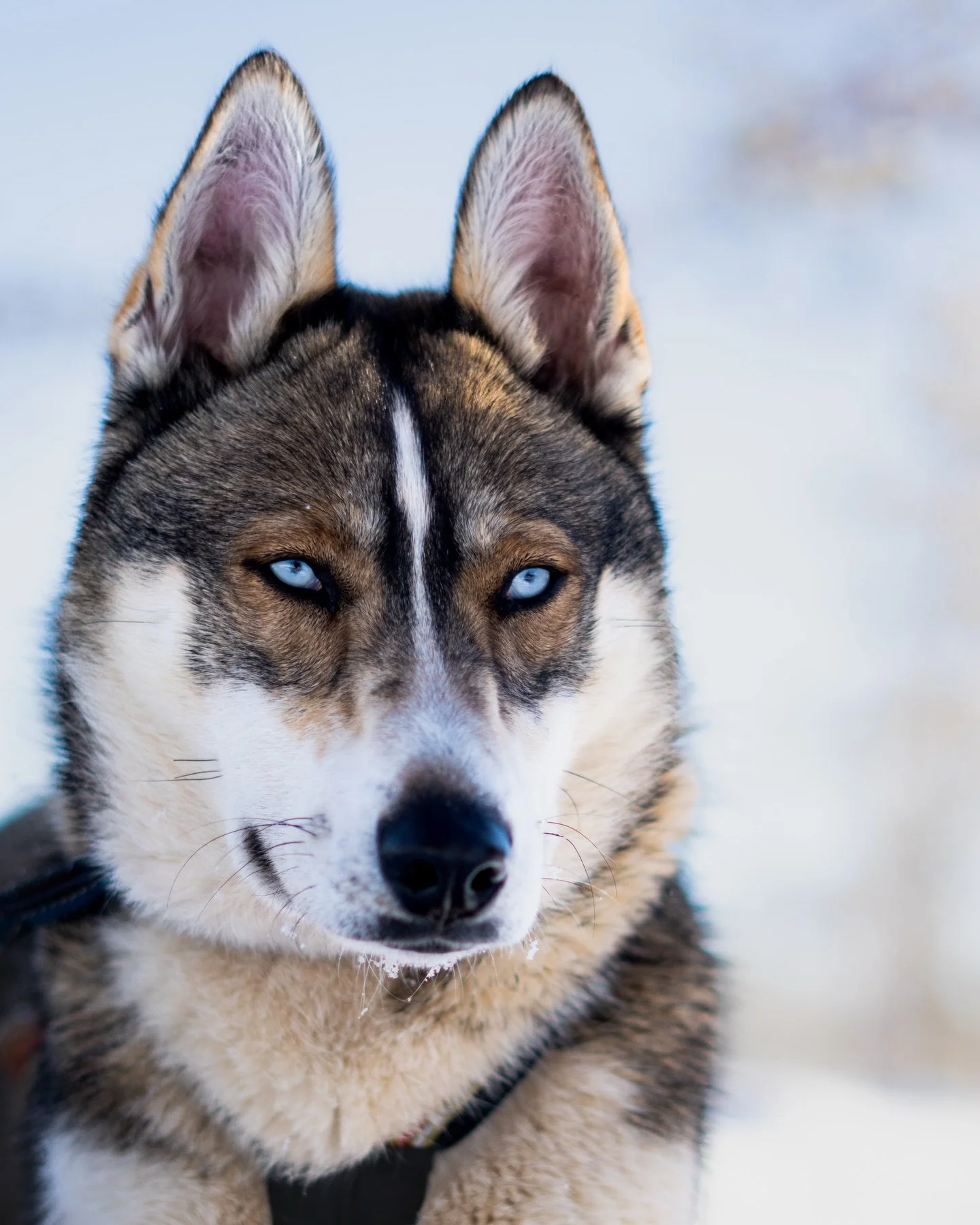 Sparta stepped into the lead for the very first time. Ears forward and eyes focused.

By his side stood his father, Chiefen &mdash; calm, experienced, and quietly confident in his role. Together they led a twelve-dog team, experience beside youth.

S
