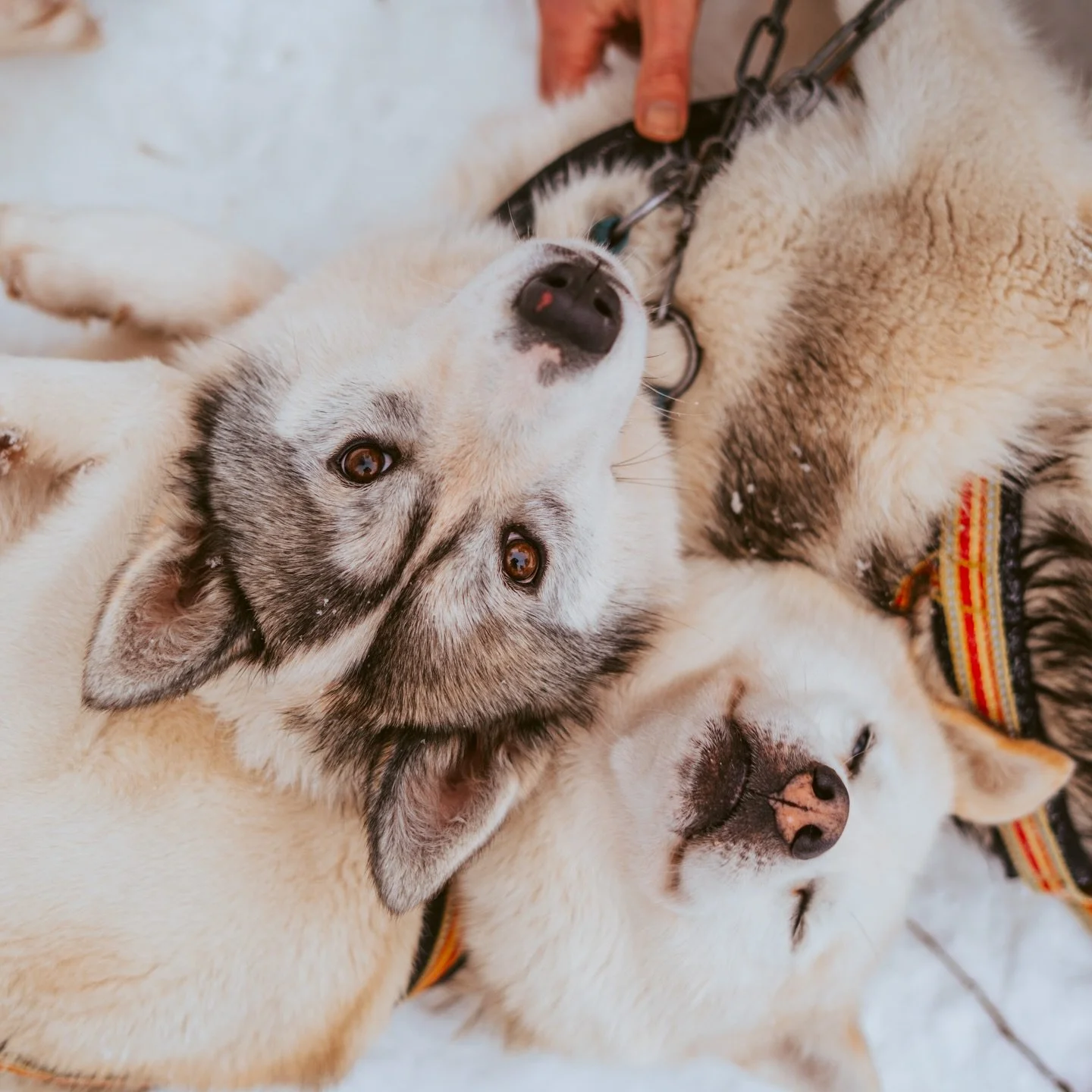 Rimini a young boy that&rsquo;s recently started to join the runs. Here he&rsquo;s chilling between the runs next to his father Koda. 
&bull;
&bull;
&bull;
📷 @mrs.noemie 
&bull;
#siberianhusky #dogsarethebest #love #furryfriendsofinstagram #travel