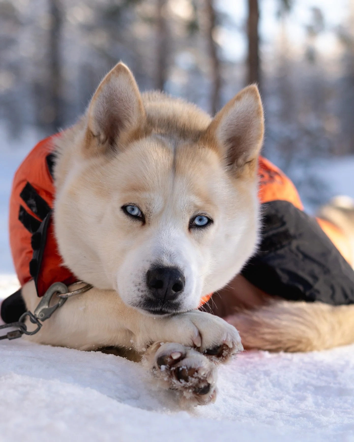 Cold this morning about -20c Nanokk and the other huskies got their coats on today. Then it&rsquo;s no problem to lay and wait for the guests to arrive🤍
&bull;
&bull;
&bull;
#visitsweden #travel #europe #winterholiday #huskyride