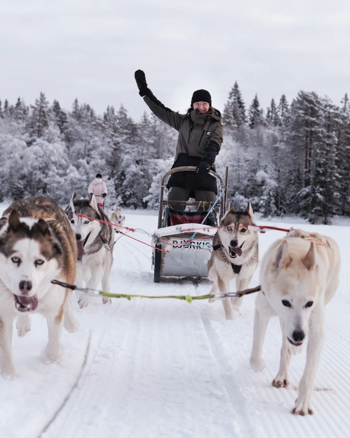 Call of the wild- the tour that let&rsquo;s you be the musher. With a Below zero guide in front that shows the way, it&rsquo;s a full day adventure with happy huskies blazing through the winter trails💫
&bull;
&bull;
&bull;
#visitdalarna #guidedtour 