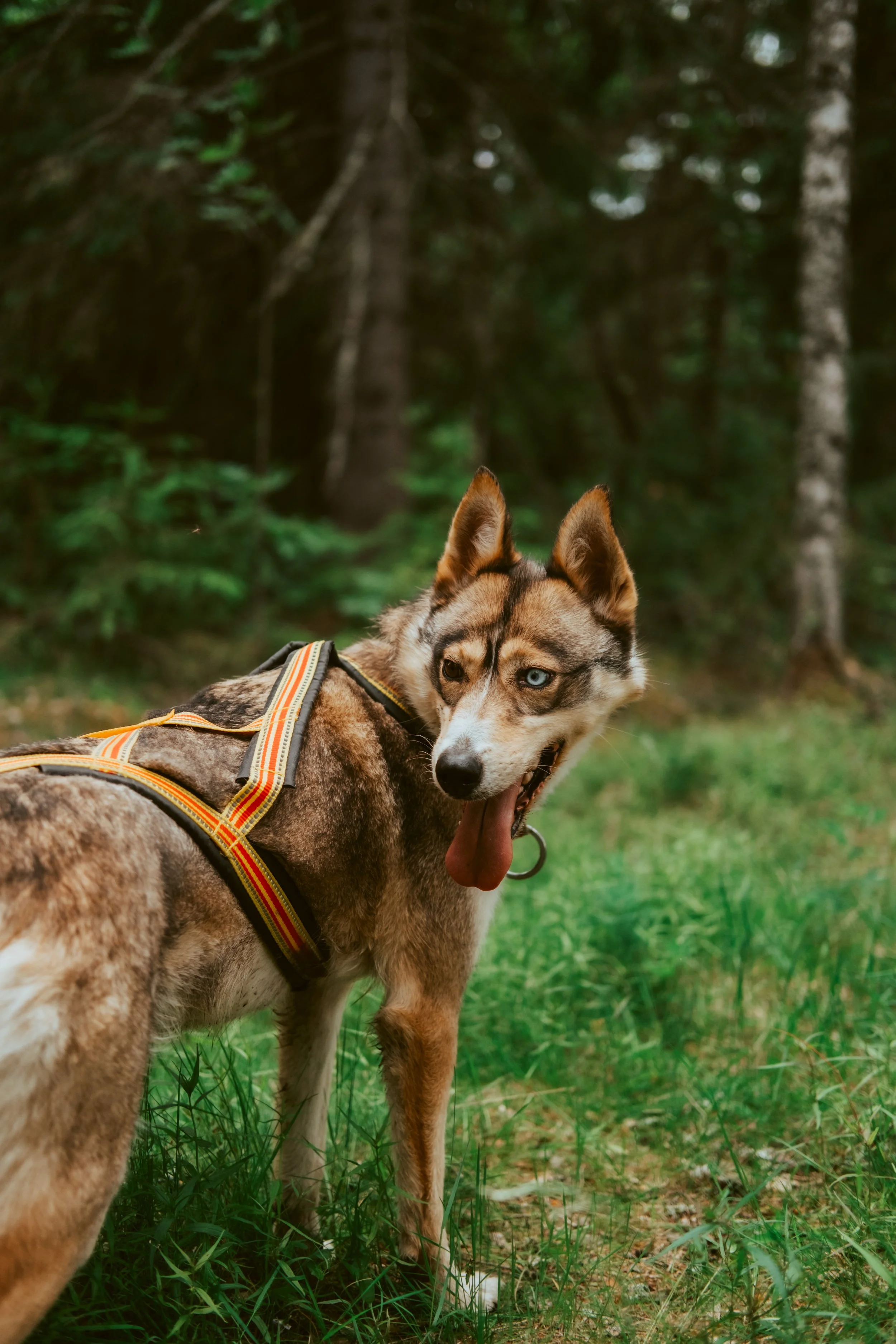 The Old Forest Trails Of Dalarna – Paths Shaped By History