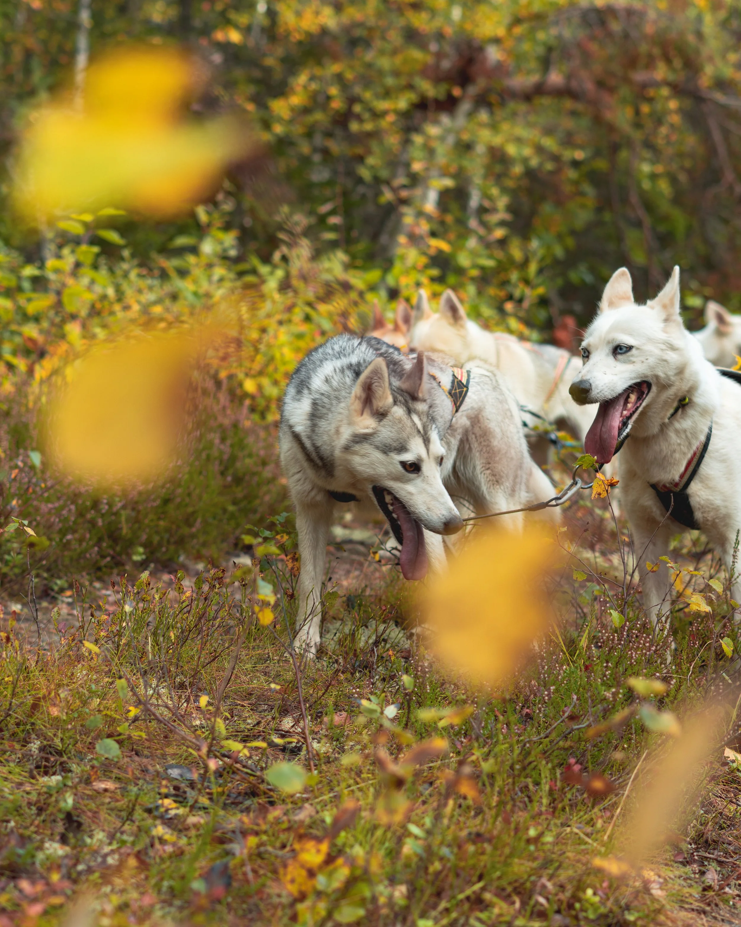 The Dogs Are Getting Ready for Winter – How We Train Our Huskies for the Season
