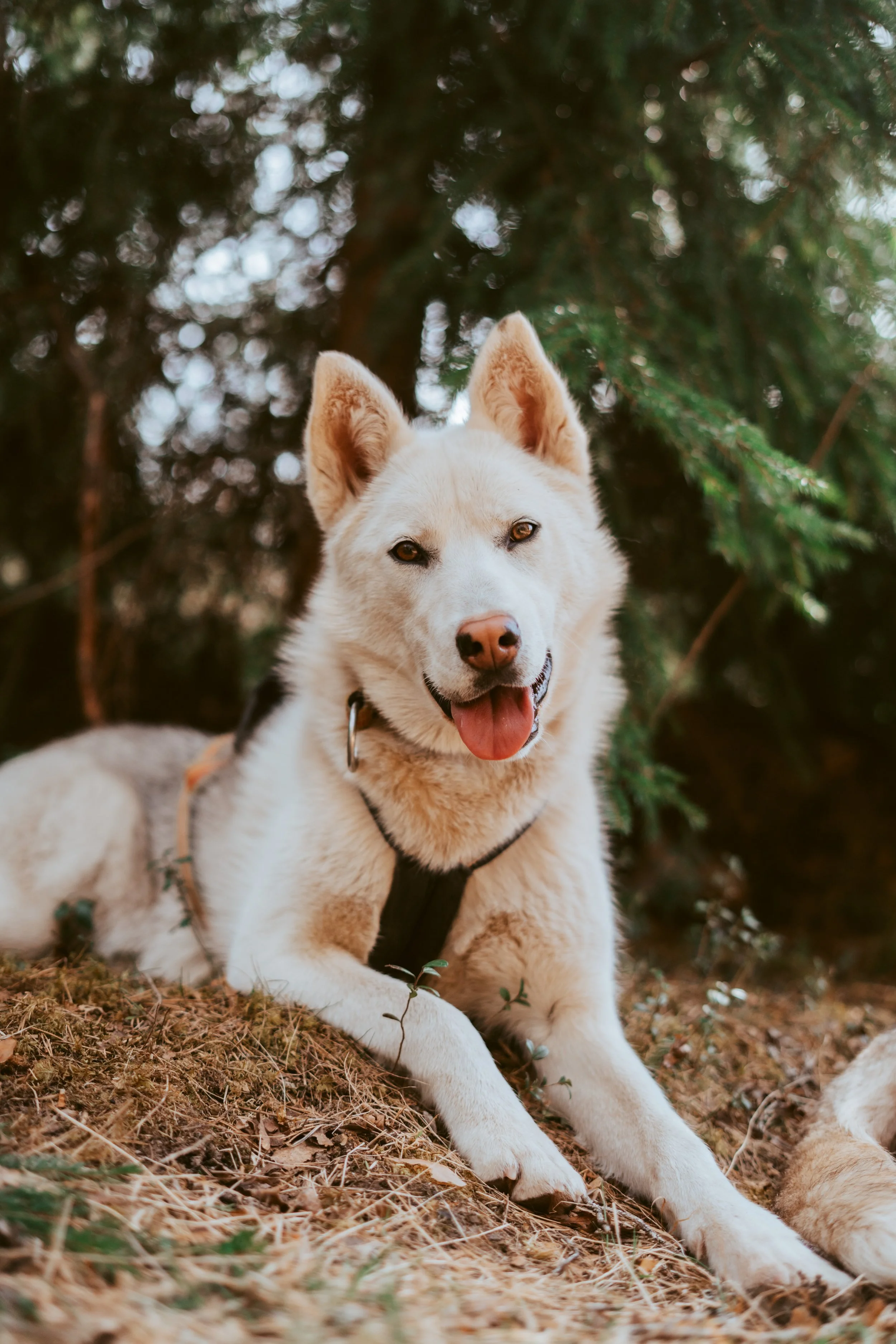 things to do in Dalarna