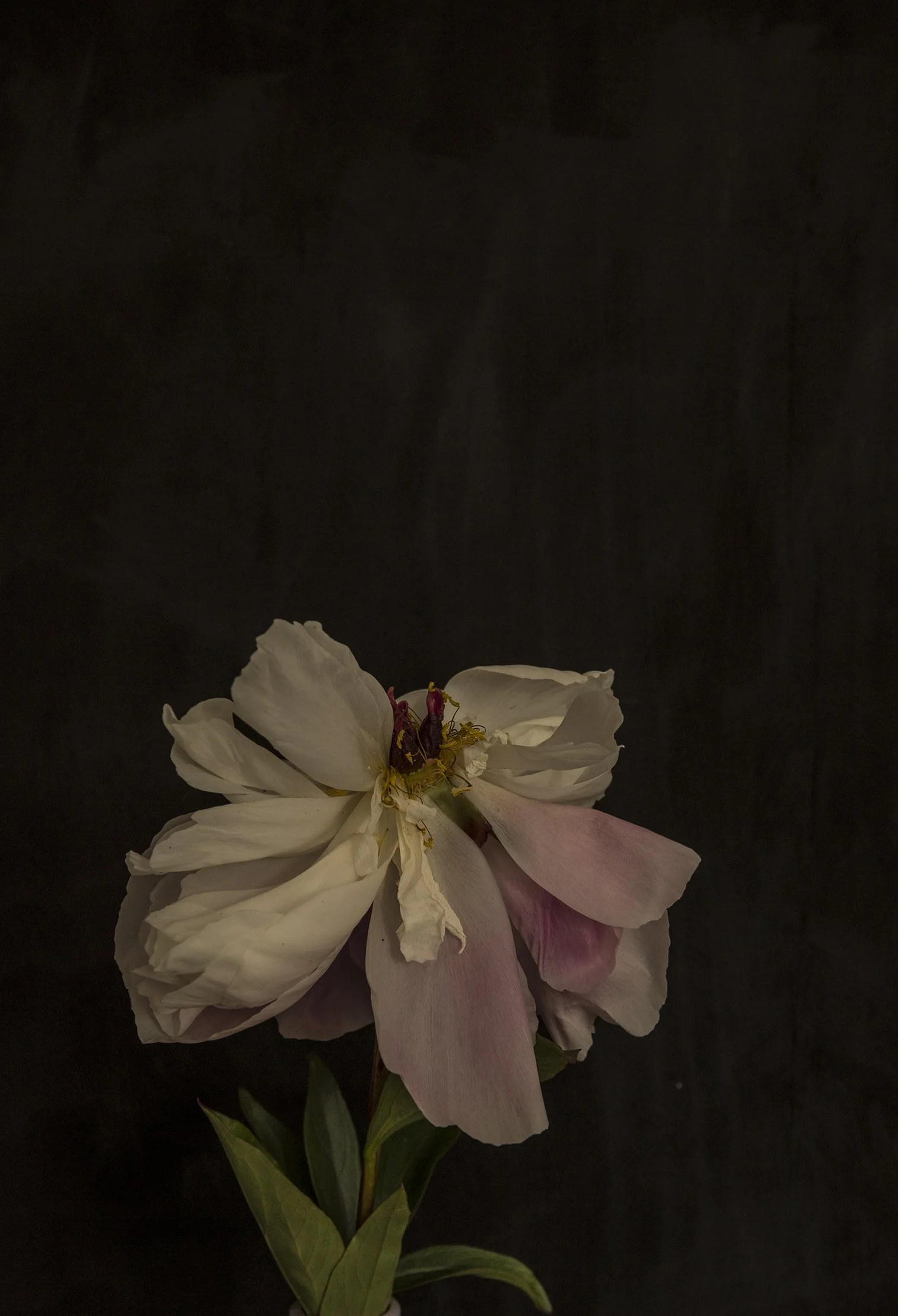 RPS.P5A5298.jpg