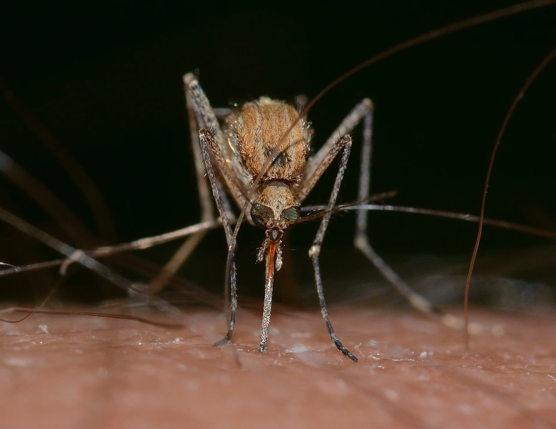 insects-820484_1920.jpg