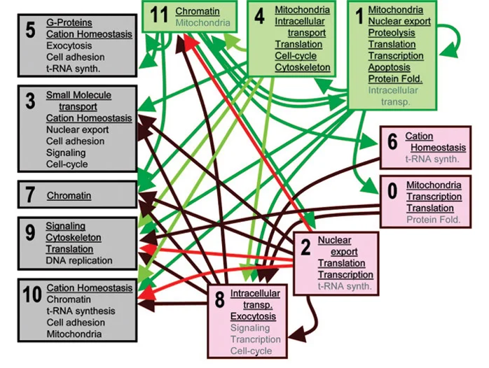 cellfunction.jpg