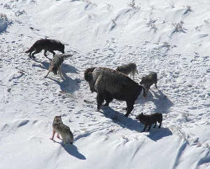 Canis_lupus_pack_surrounding_Bison.jpg