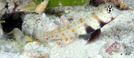shrimpgobi_ccbync_flickr_user_PacificKlaus.jpg