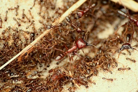 Army_ants_by_cc-by-flickr_user_axel_rouvin.jpg