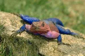 lizard.jpg