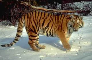 tiger.jpg