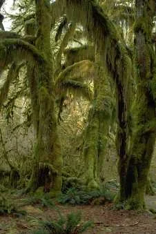 trees.jpg