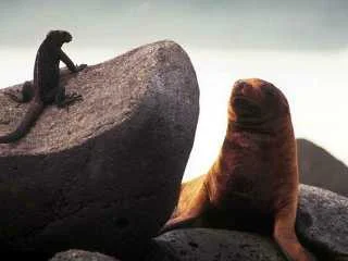 iguana+seal.jpg