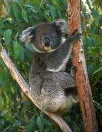 koala.jpg