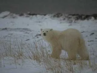 polarbear.jpg