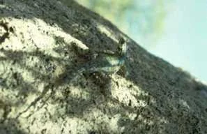 lizard.jpg