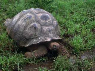 tortoise.jpg