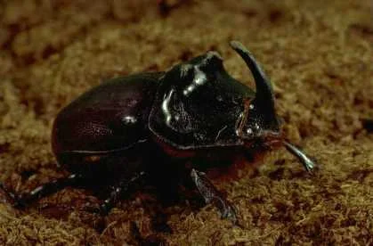 Darwin's Early Life — New England Complex Systems Institute