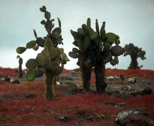 cactus.jpg