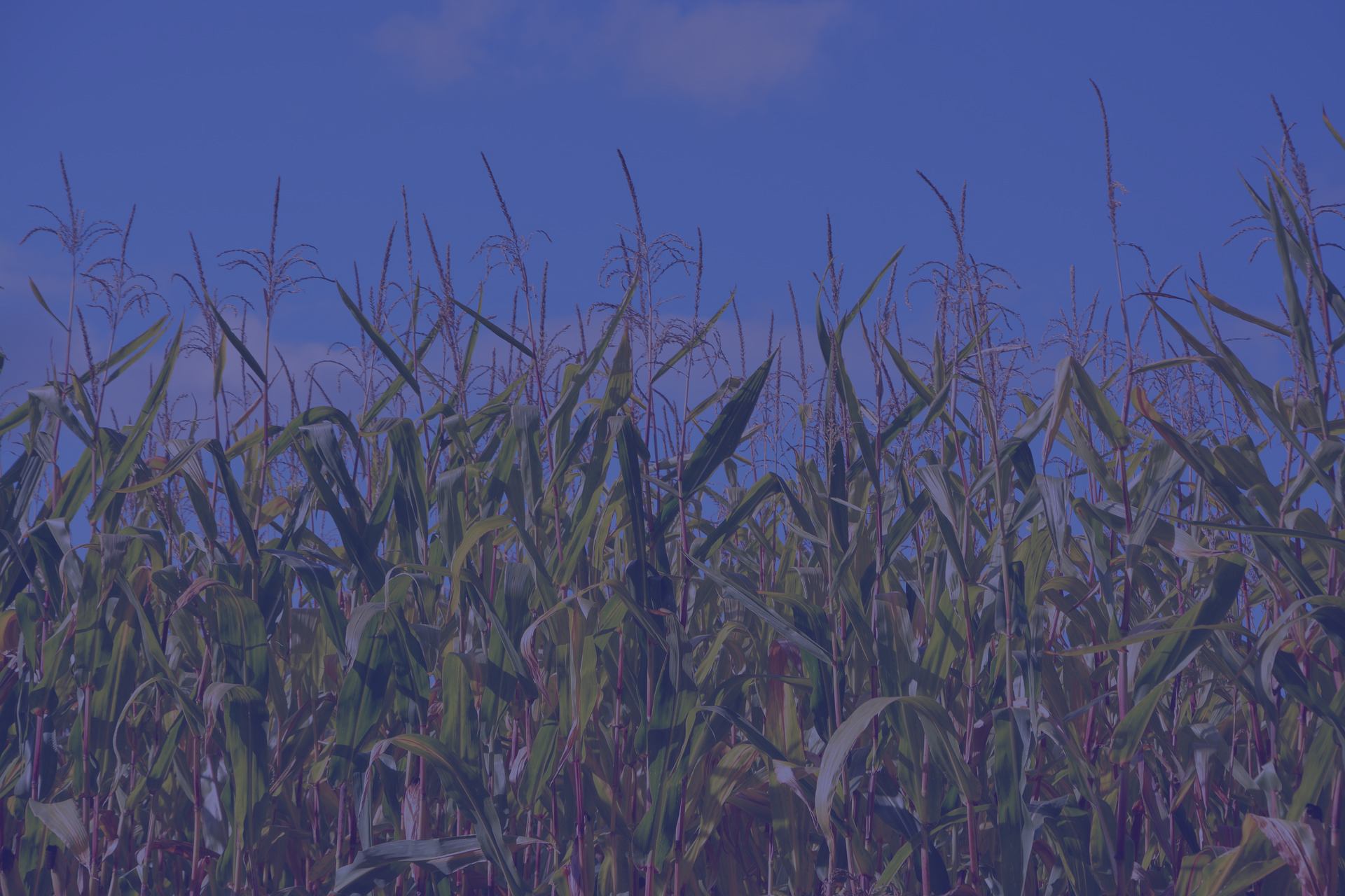 corn-3665250_1920.png