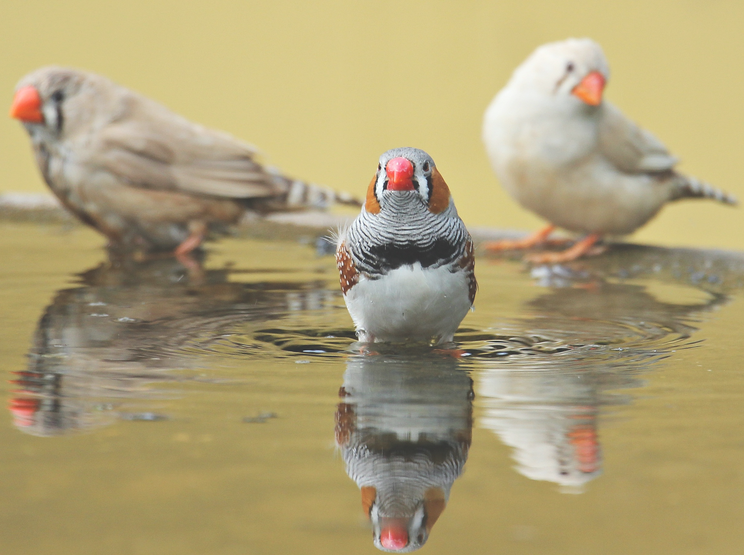 zebra-finch.png