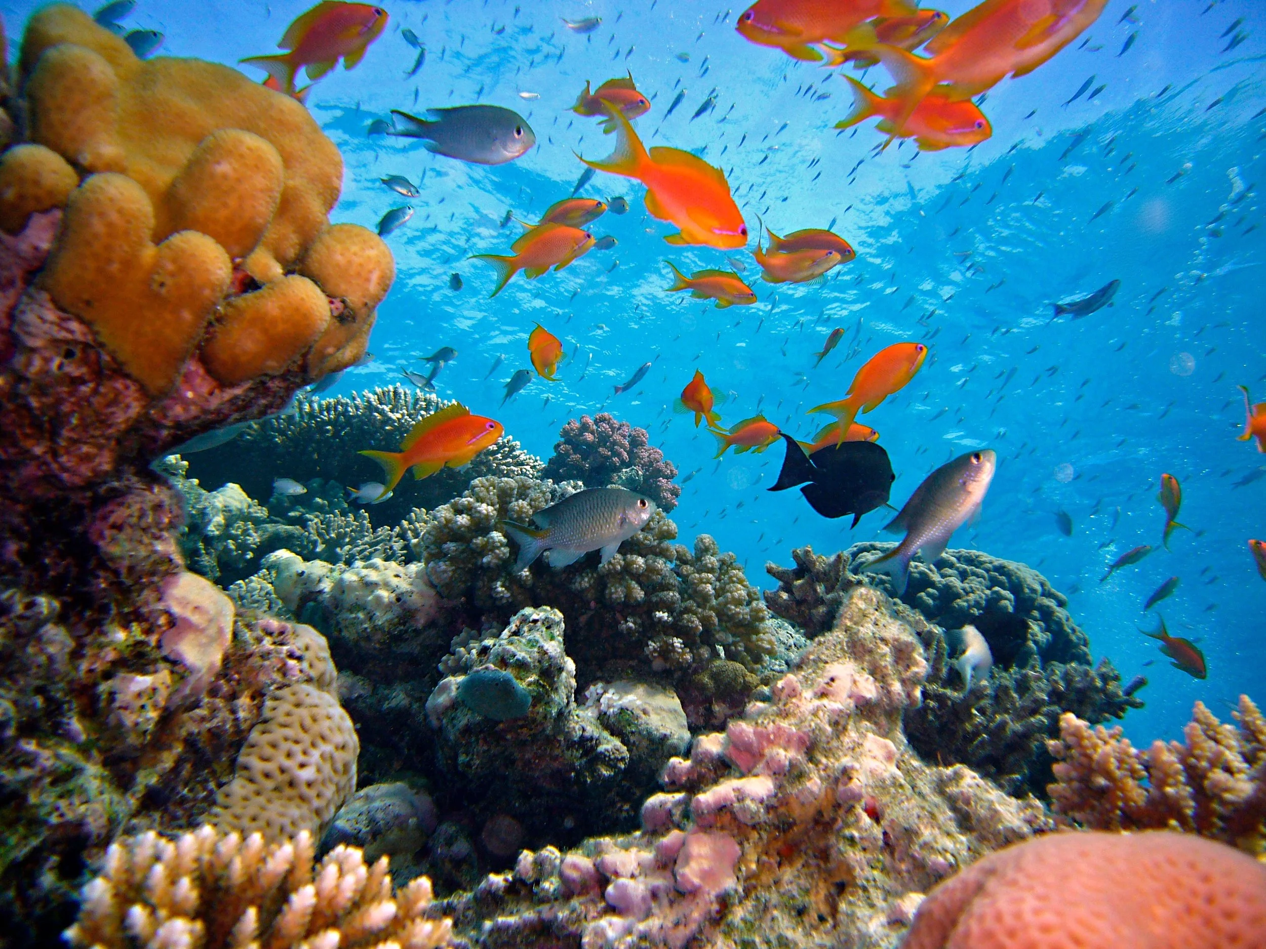 diving-712634.jpg
