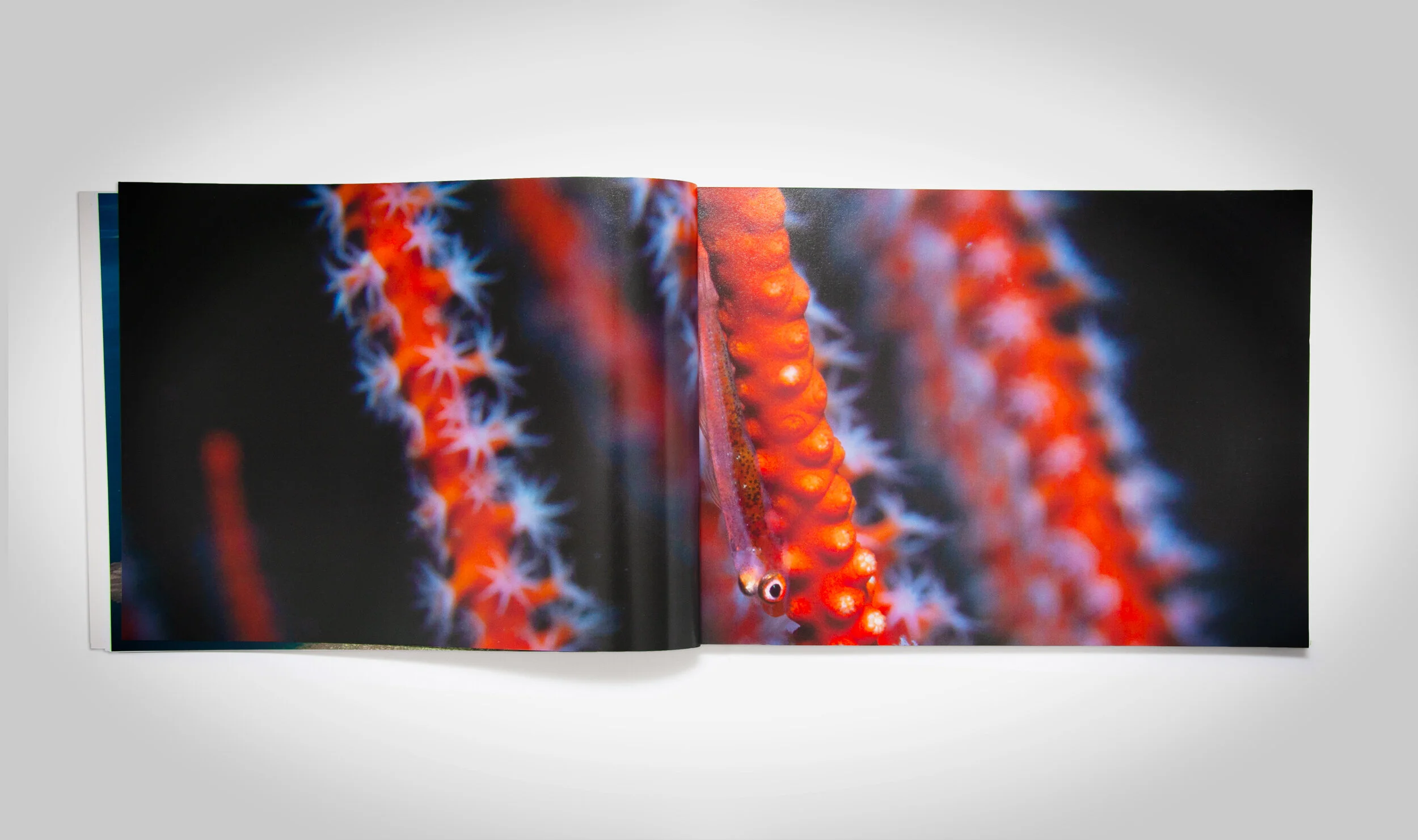 Reefworld-Spreads2.jpg