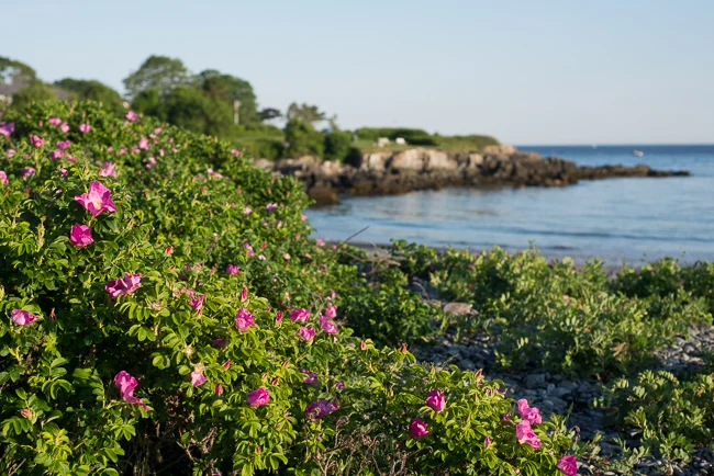 rosa rugosa by ocean.jpg