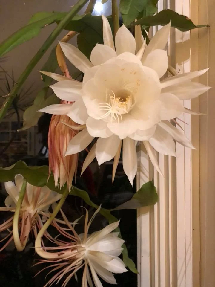 night blooming cereus.jpg