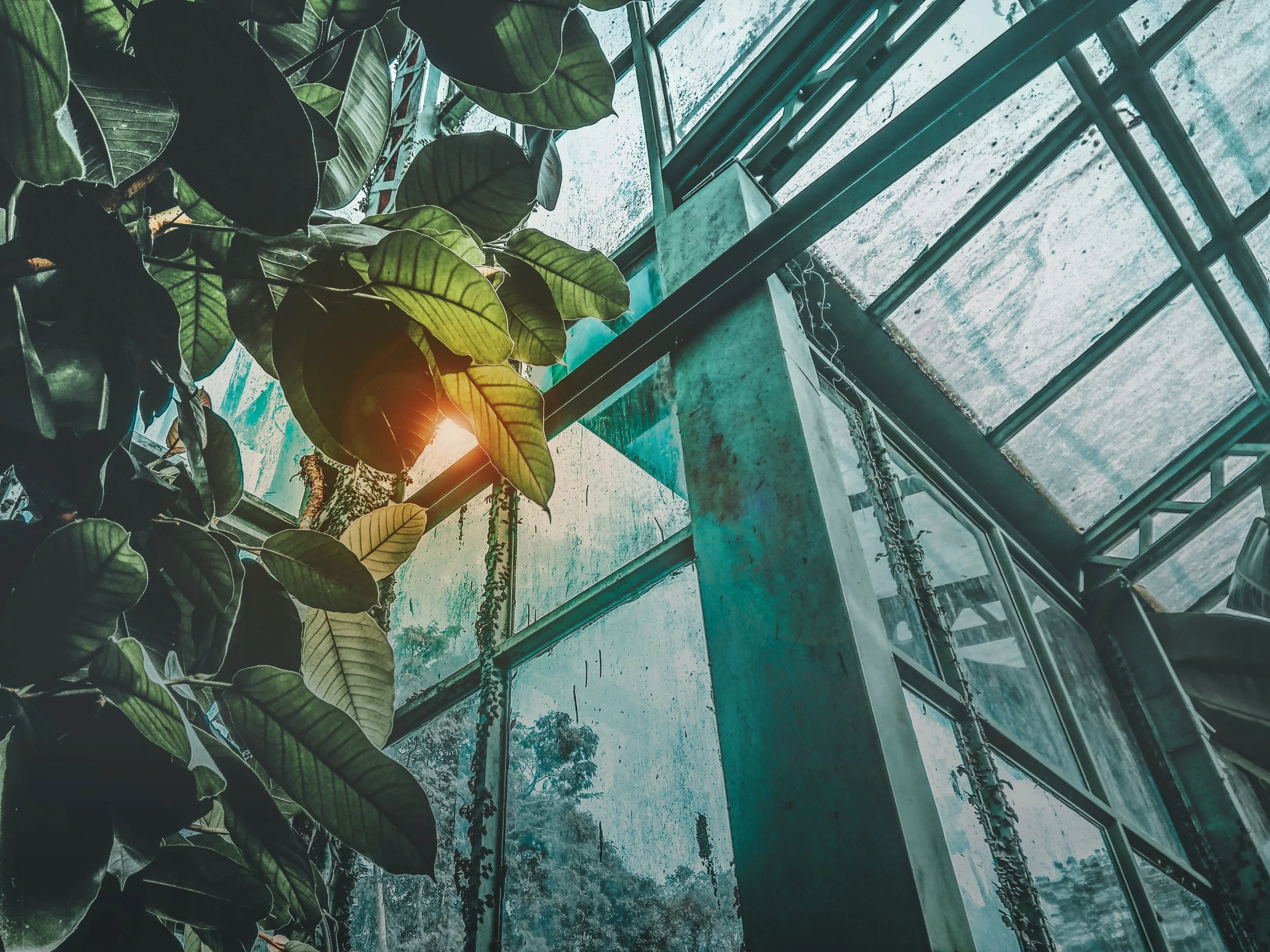 greenhouse.jpg