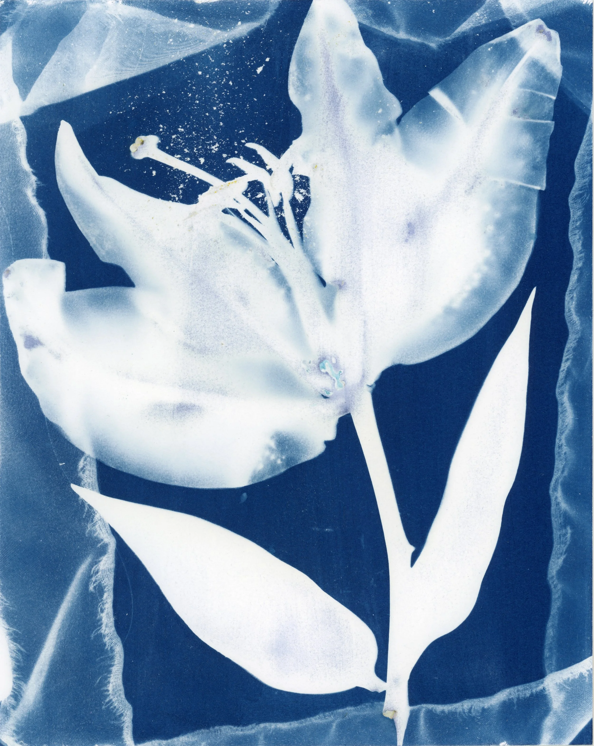 cyano26_58.jpeg