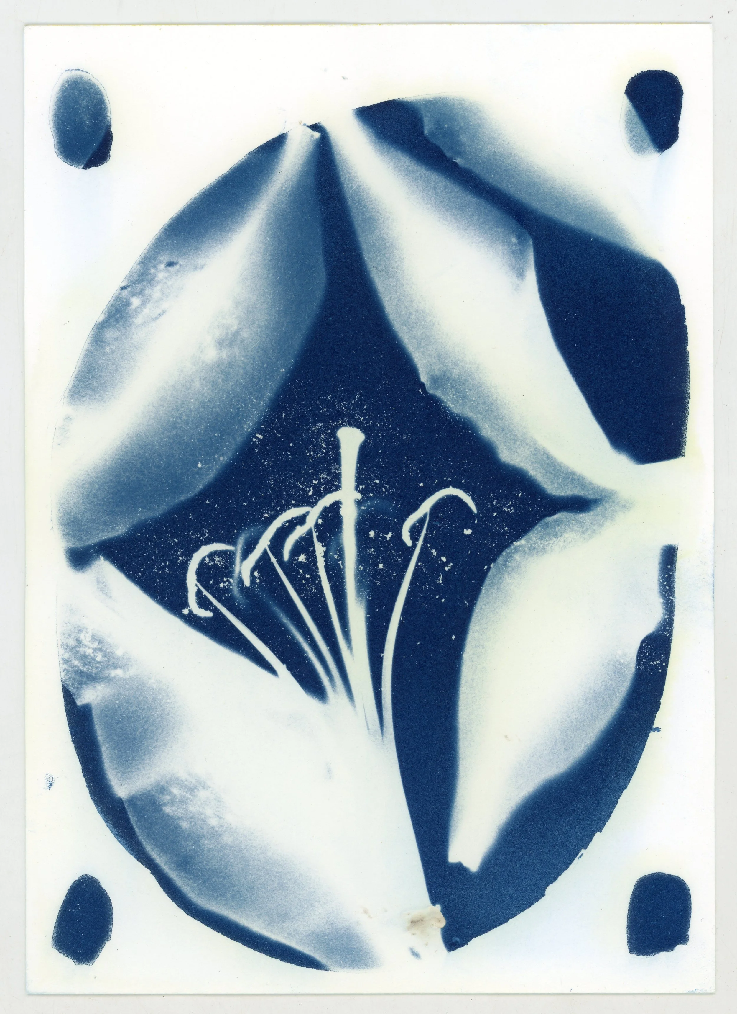 Lilies.jpeg