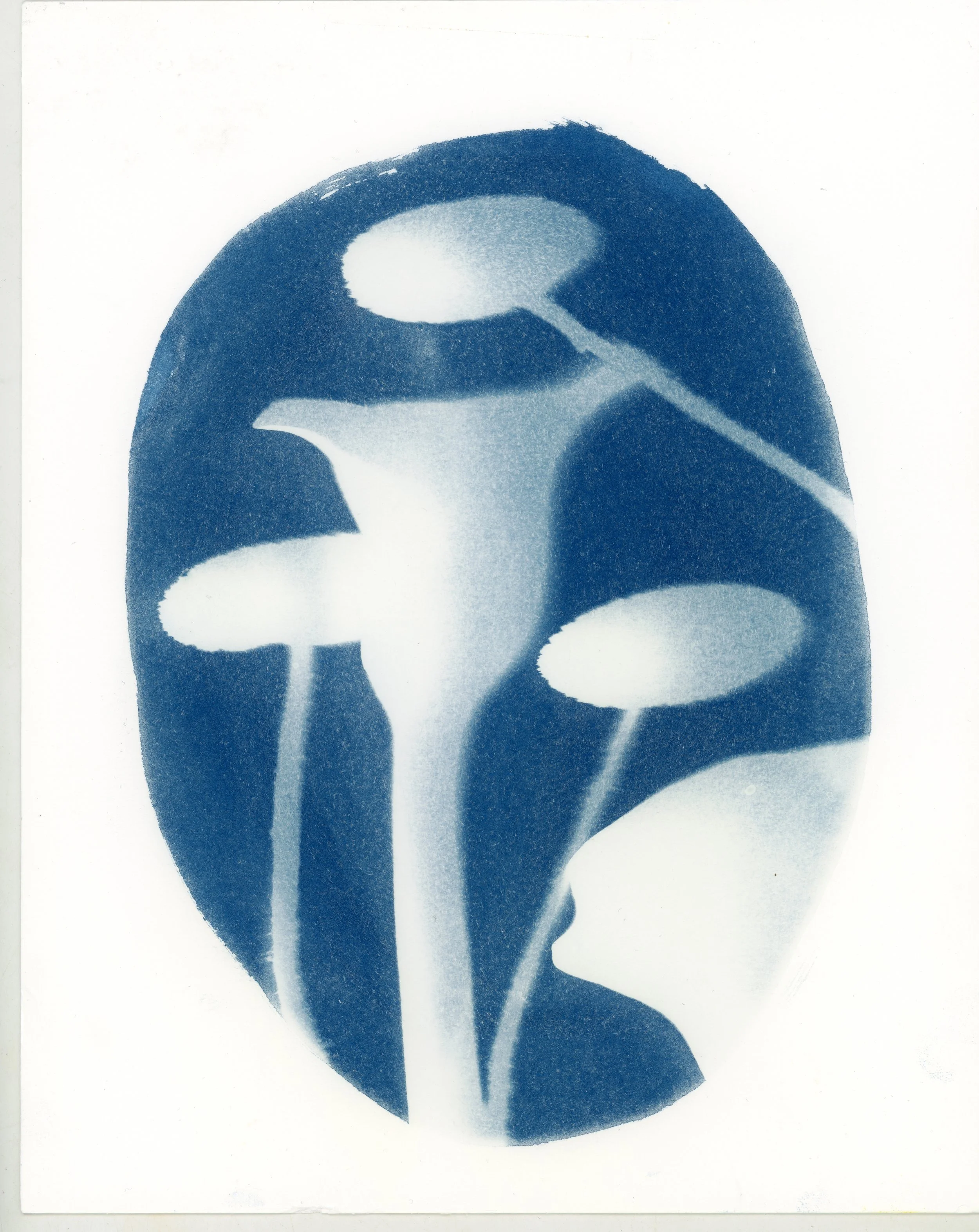 cyano26_51.jpeg