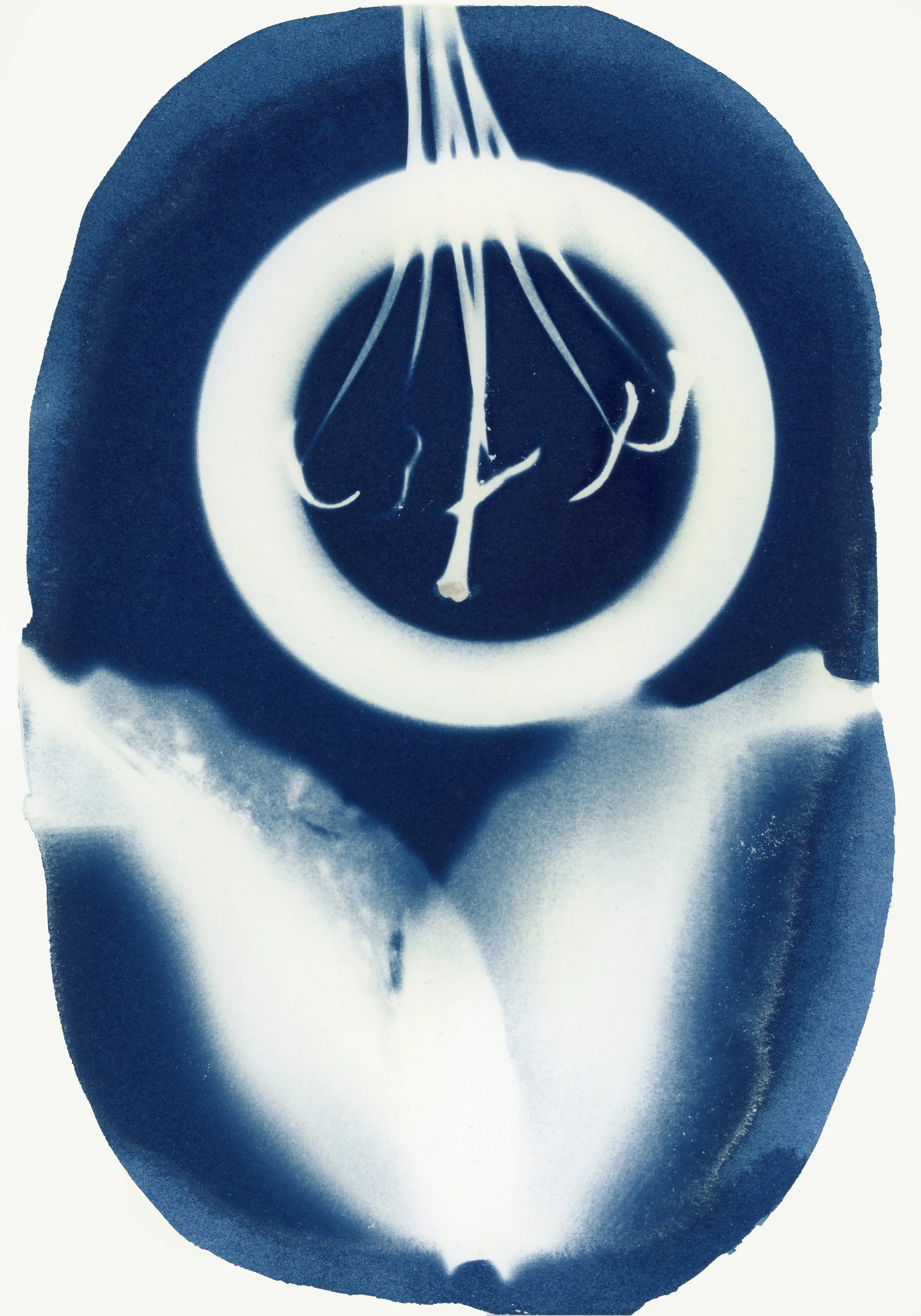 circleliles copy.jpg