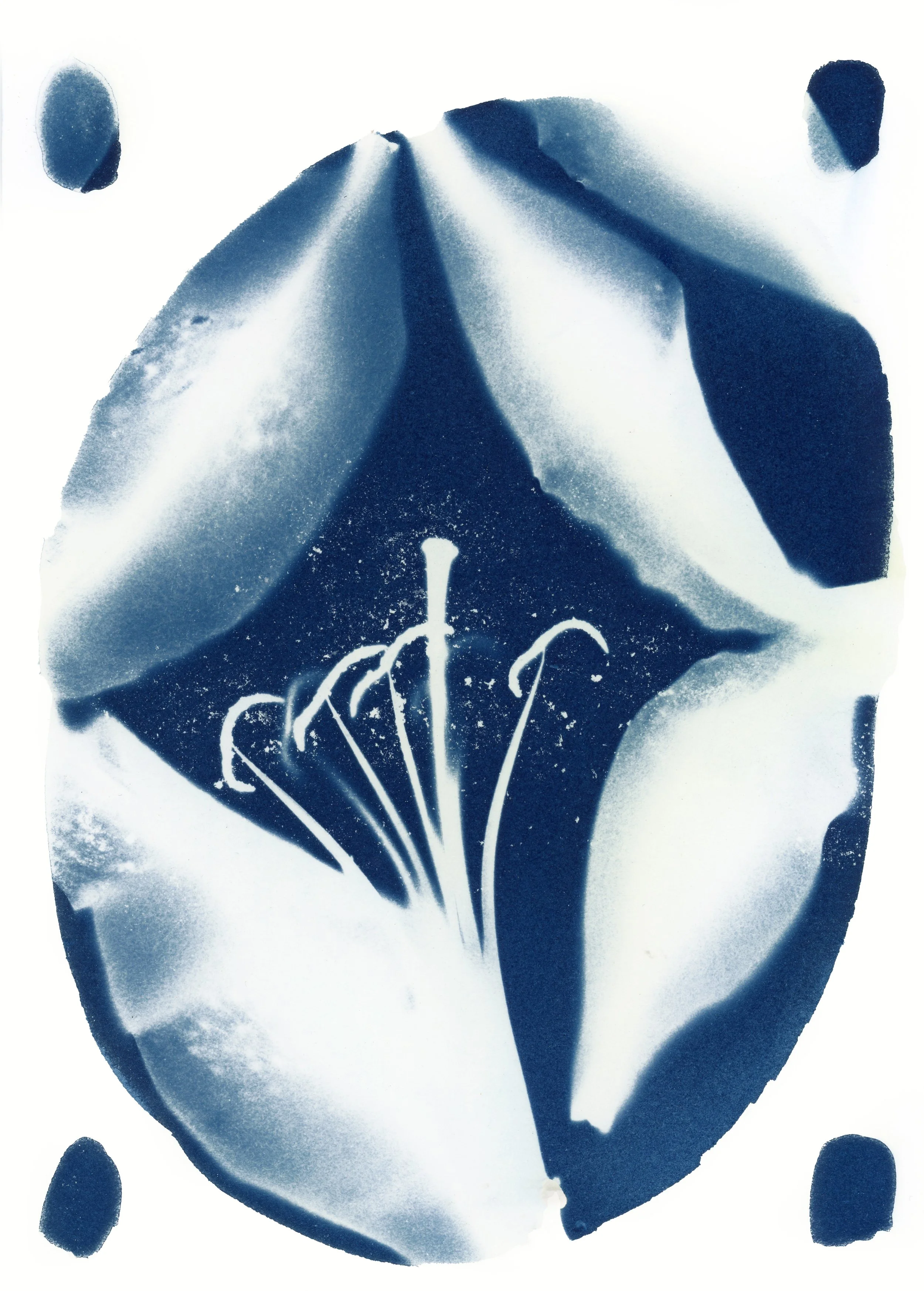 Lilies copy.jpg