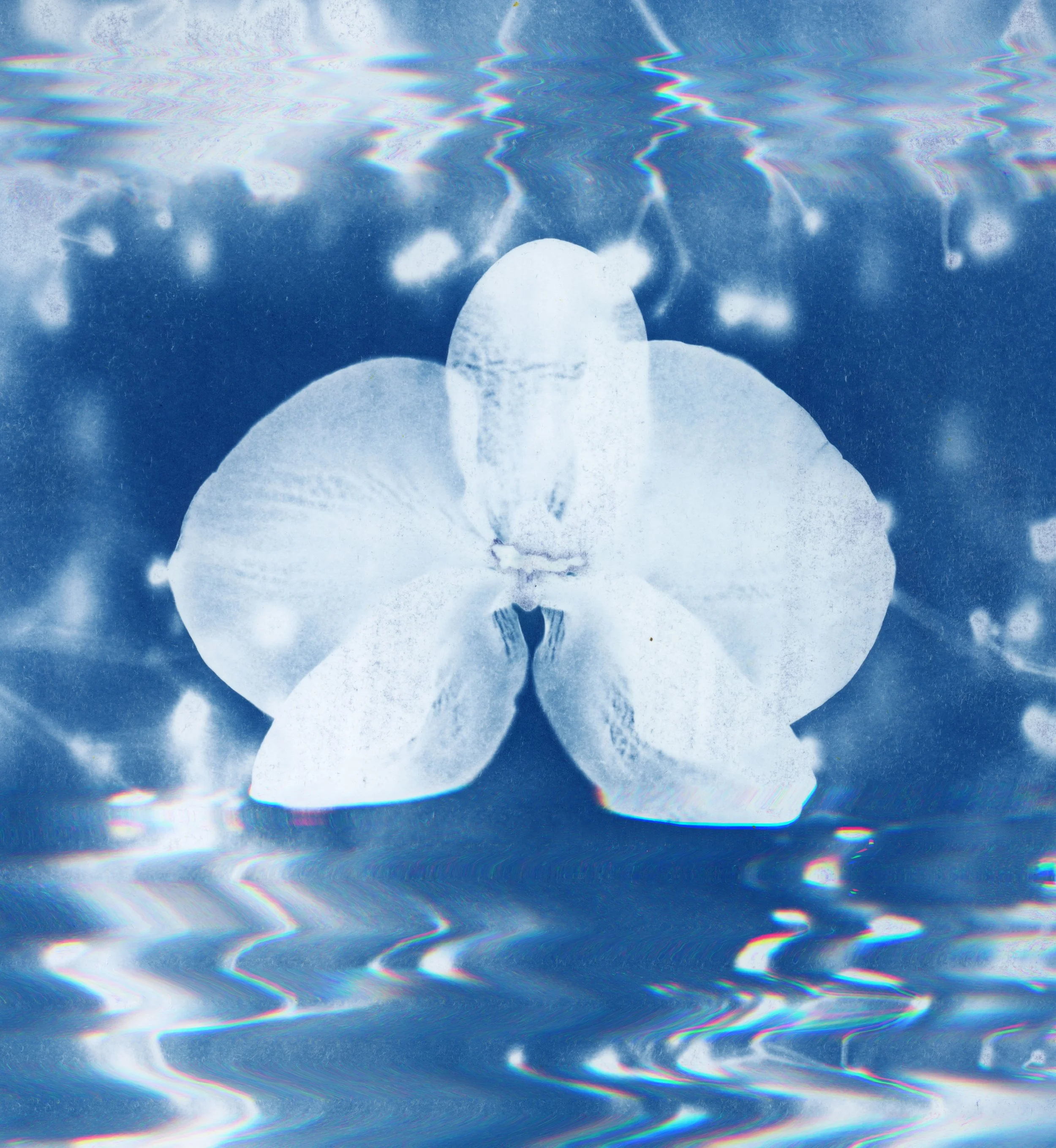 cyano26_91 copy.jpg