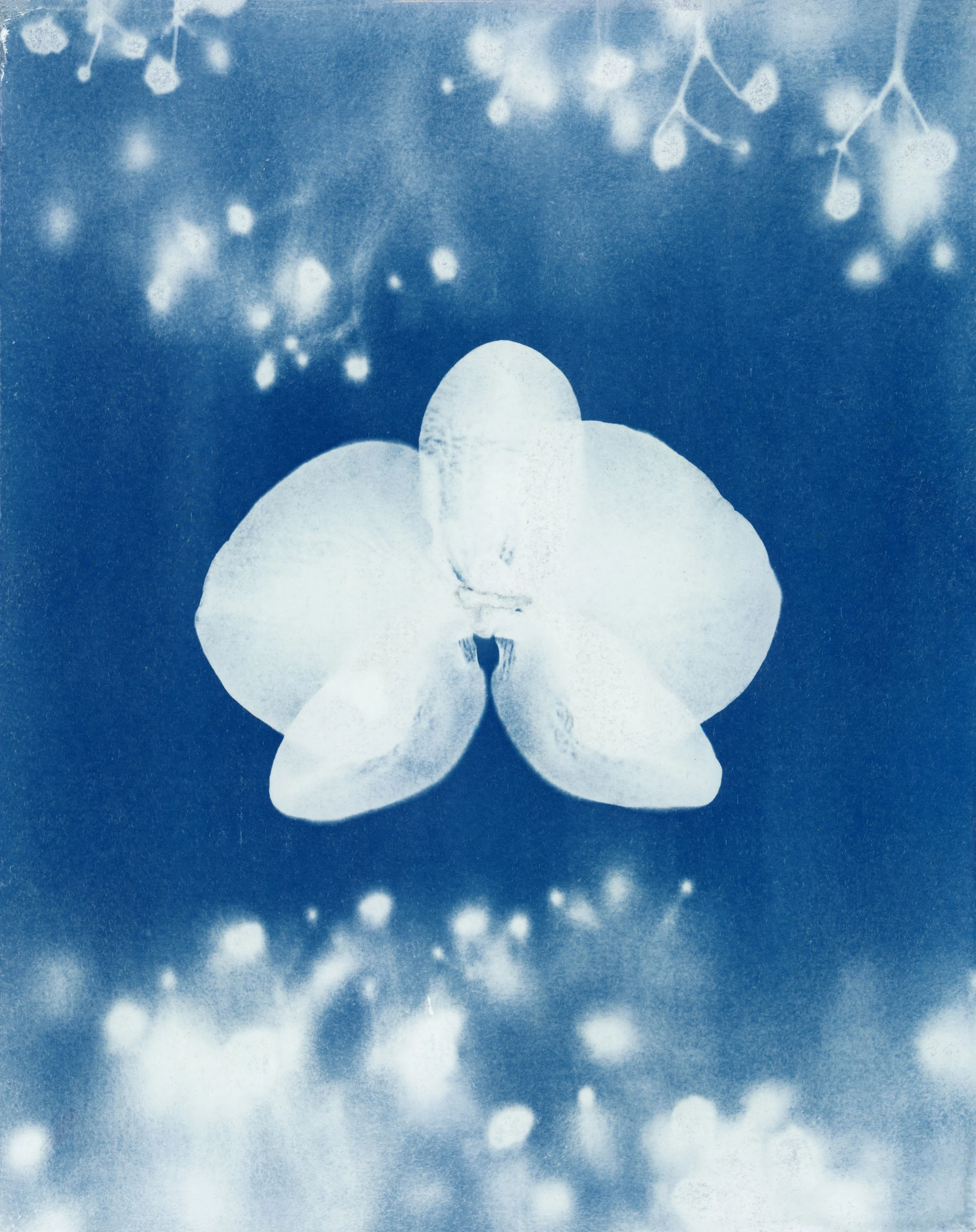 cyano26_84 copy.jpg