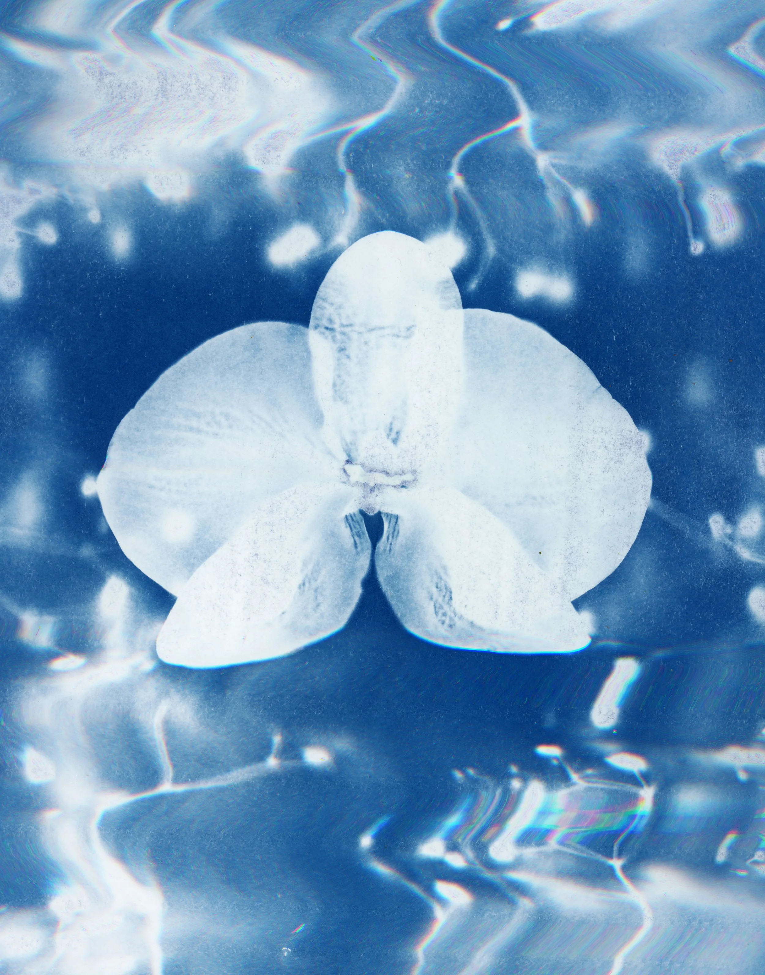 cyano26_81 copy.jpg