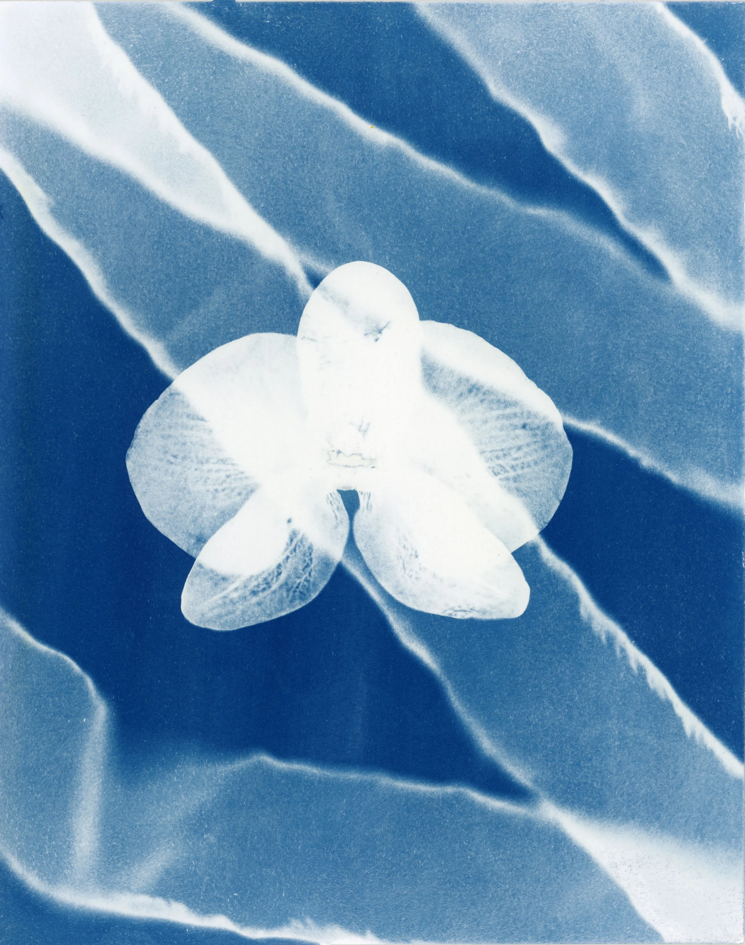 cyano26_76 copy.jpg