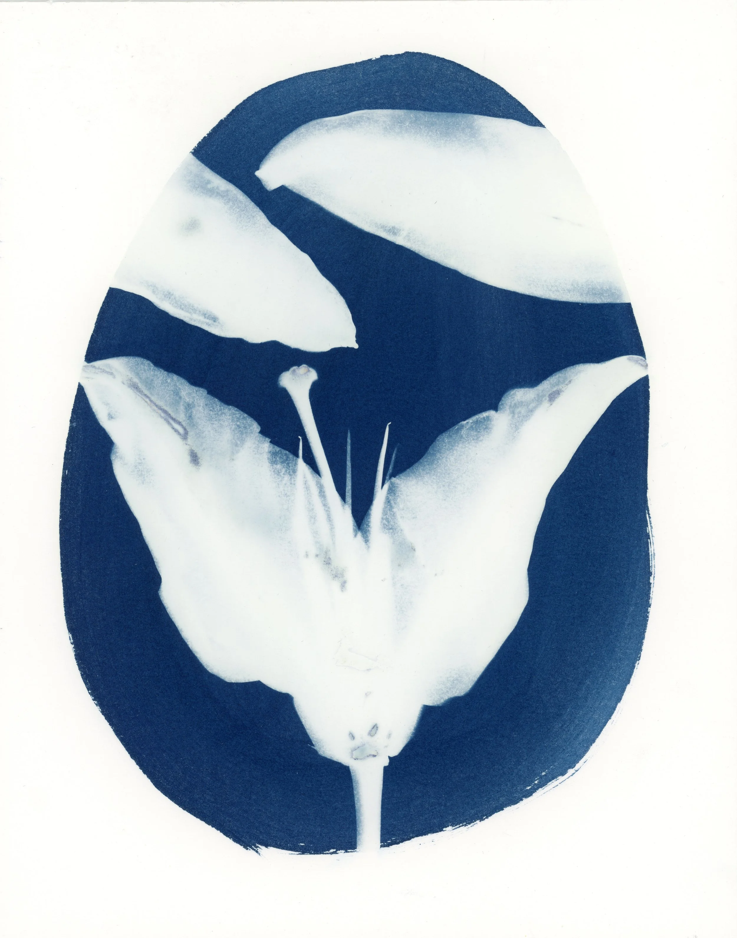 cyano26_59 copy.jpg