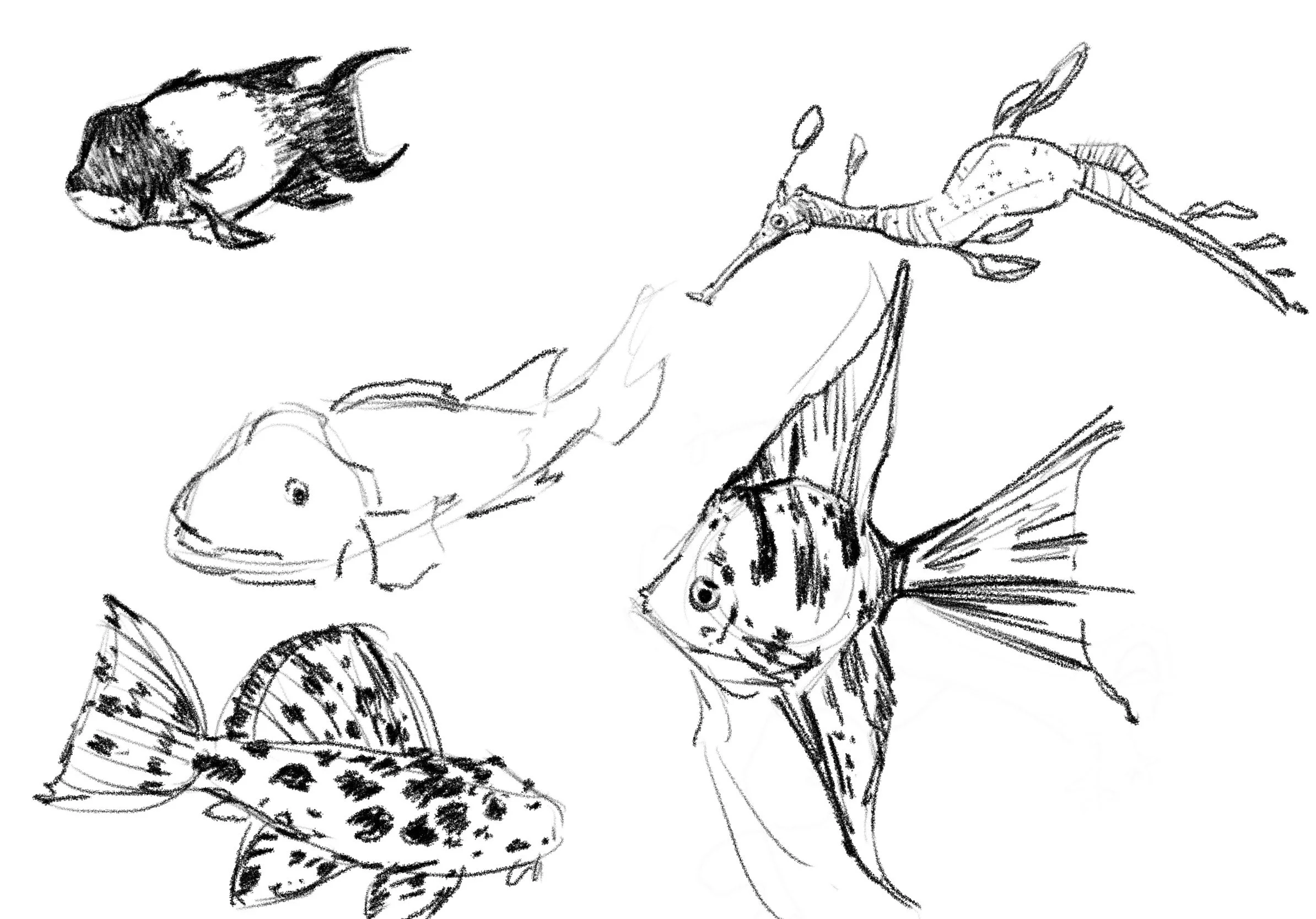 Aquarium_AF.jpg
